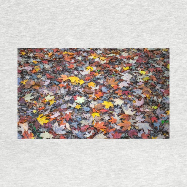 Colourful autumn leaves by TDArtShop